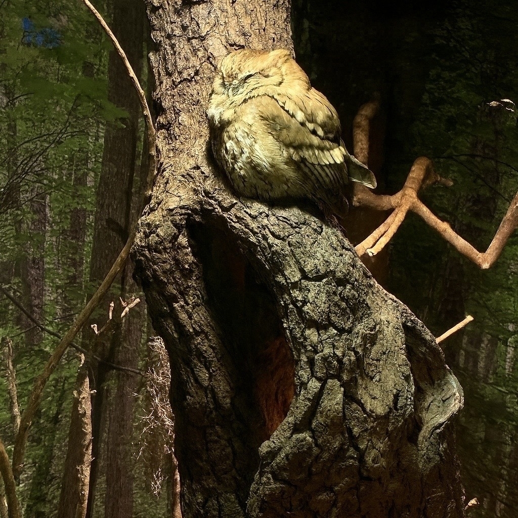 A camouflaged owl is perched on a tree branch in a forest exhibit at Pine Knoll Shores aquarium, blending seamlessly with the surroundings.