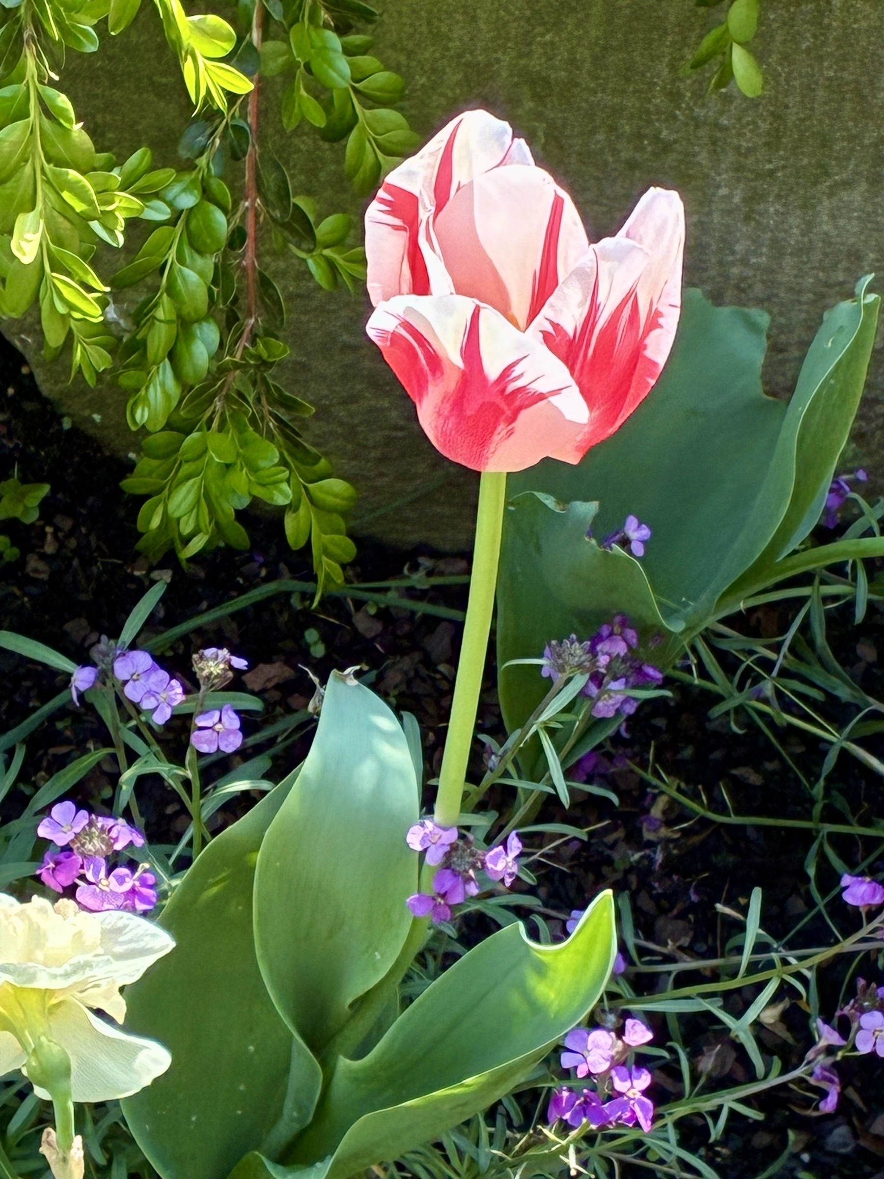 A red and white tulip is surrounded by small purple flowers and lush green leaves.