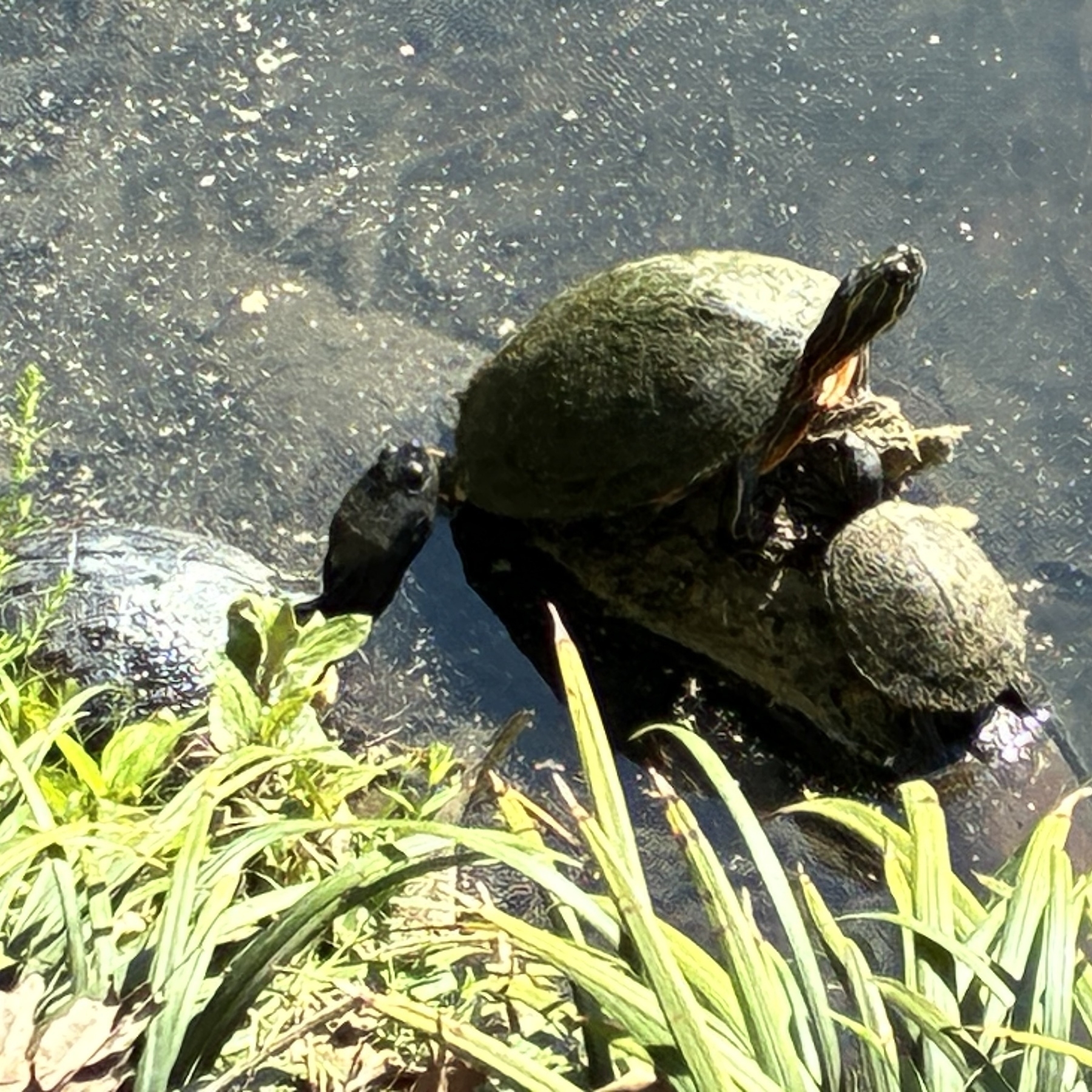 Two turtles resting on a rock beside a grassy area near water, another in the water.