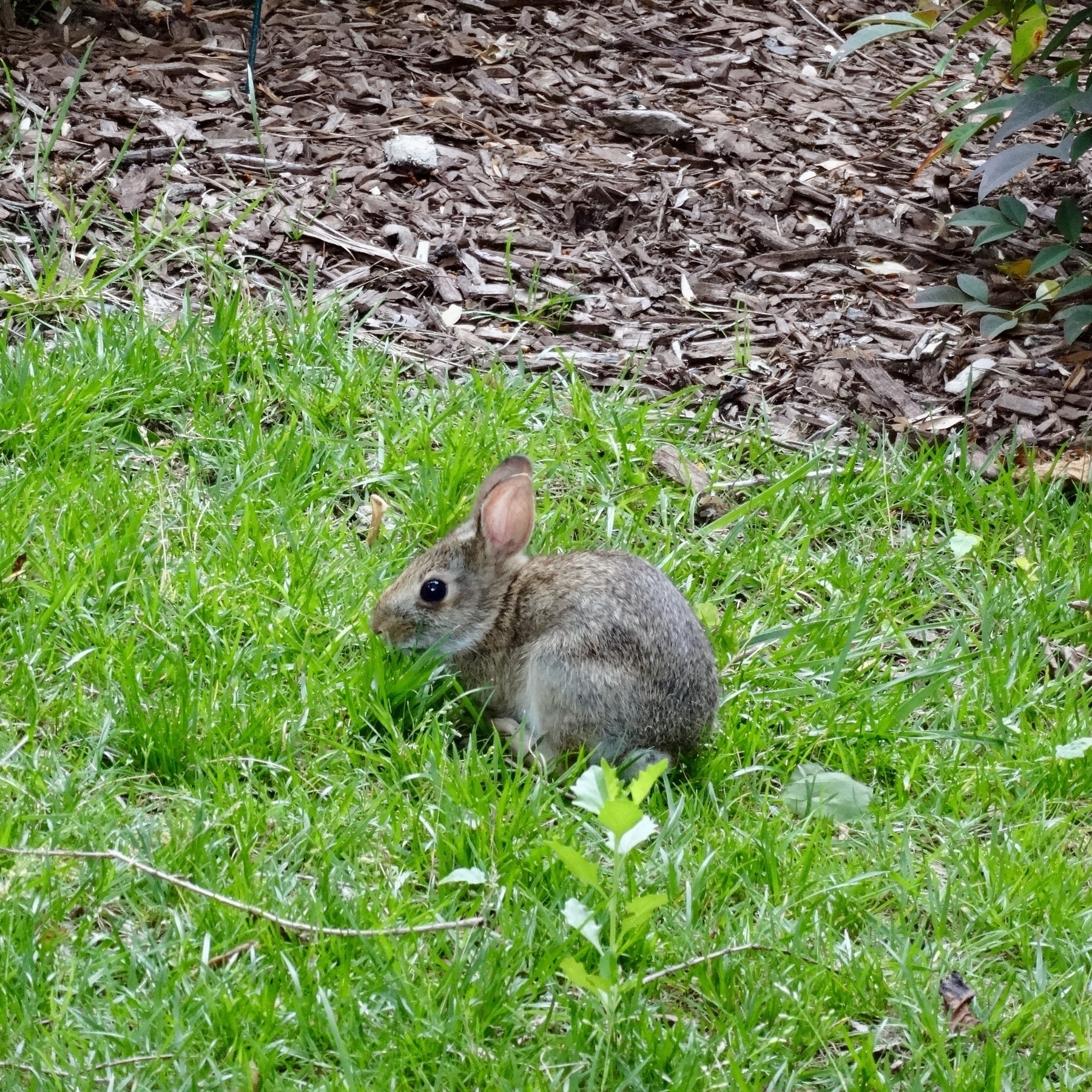 A young rabbit is sitting on a grassy area near some mulch and leafy plants.