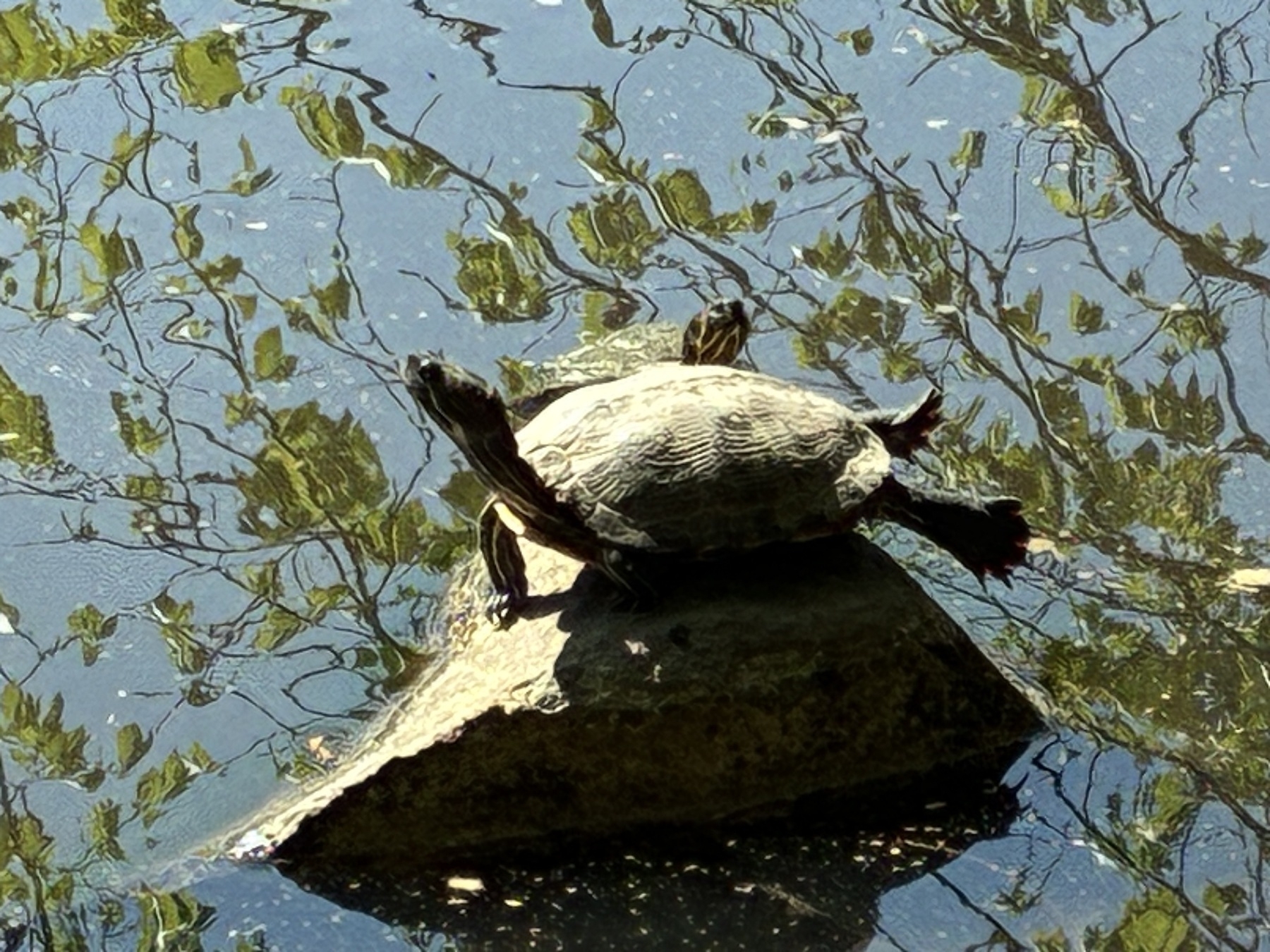 A turtle is basking on a rock surrounded by water with reflections of trees.