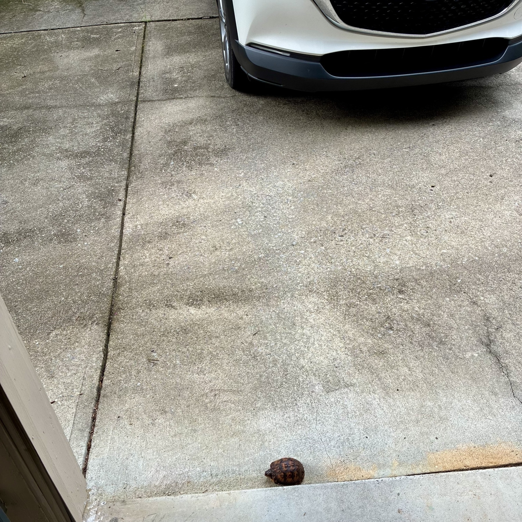 A small turtle is on a concrete driveway near the front of a parked car.