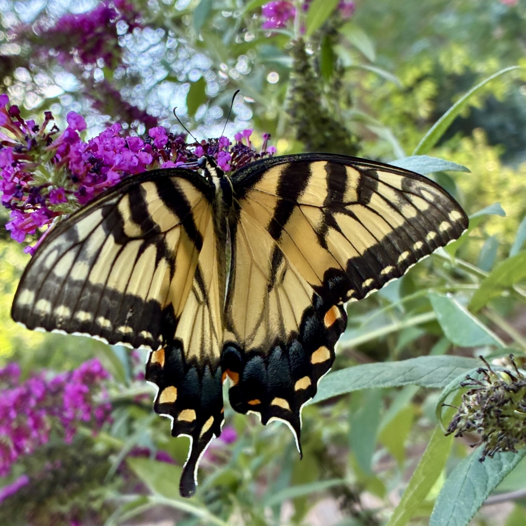 A yellow and black butterfly is perched on vibrant purple flowers with green foliage in the background.