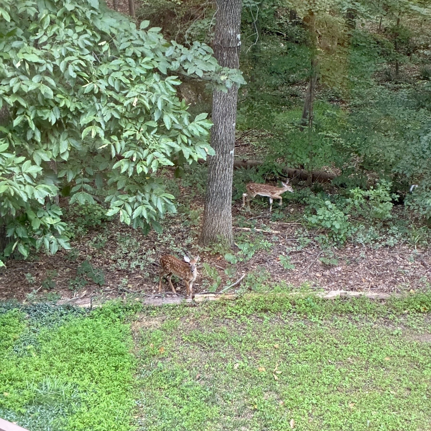 Two does are standing in a wooded area with green foliage and grass.&10;